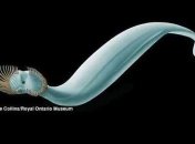 Как выглядел первый хищник на Земле: появилась информация