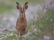 День Кириака Отшельника отмечается в 2023 году 29 сентября (ранее 12 октября)