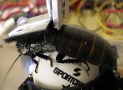 Ученые могут управлять тараканами-киборгами на расстоянии (Видео)