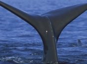 В Индонезии 30 китов застряли в мангровых болотах