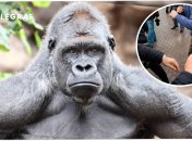 Велика горила