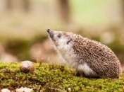 Вечерняя сказка. Чудеса случаются