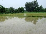 Из-за нехватки воды в Крыму погиб весь посев риса