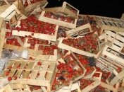 На Кубани уничтожили 38 тонн "санкционной" клубники из Украины