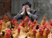 В Китае люди продолжают умирать от птичьего гриппа