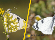 Аврора біла