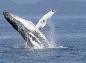 "Яскравий приклад того, що ми робимо все вірно": популяція горбатих китів відновлюється