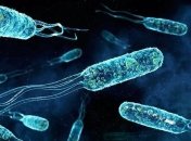 Бактерии превратили в аналоговые запоминающие устройства