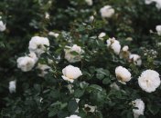 Троянди – прикраса будь-якої ділянки