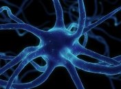 Ученые рассказали, как можно возобновить нервные клетки 