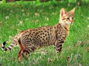 Кошка породы саванна
