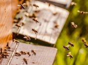 Биологи обнаружили причину, почему пчелы забывают дорогу в свой улей