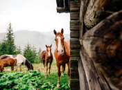 15 августа к лошадям относились с особым почтением