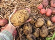 Секреты большого урожая картофеля