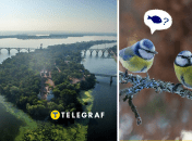 На Дніпропетровщині побачили рідкісного птаха