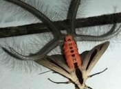 Житель Индонезии заснял на камеру странное существо