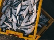 Вчені розповіли, у якій рибі найбільше ртуті і як її виявити