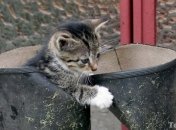 Просмотр фото зверушек повышает производительность труда