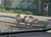 В Виннице из прицепа автомобиля посреди дороги сбежала свинья (Видео)