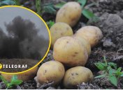 Люди под обстрелами сажают картошку