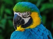 Выяснилось, что попугаи понимают основы теории вероятностей