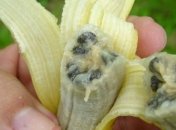 Банановая индустрия на грани вымирания