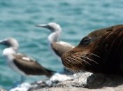 На галапагосских крыс сбросят 22 тонны яда