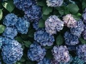 Невероятно красивые гортензии будут вас радовать весной при правильном уходе зимой.