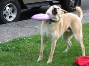 Смешные животные, которые с утра встали не с той ноги 