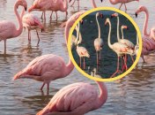 Розовые фламинго