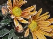 Цветы, которые не боятся осенних заморозков (Фото)