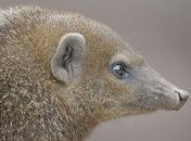 В киевском зоопарке появились новые экзотические зверьки (Видео) 