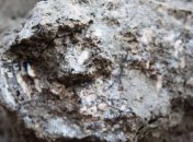 Ученые нашли кости мамонта в Одесской области