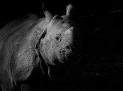 Возрождение популяции северных белых носорогов возможна благодаря генетическому материалу