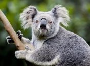 Ученые обнаружили у коал гены, помогающие обезвреживать яд эвкалипта