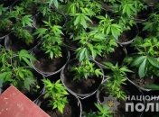 Теплица на миллион: на Черниговщине мужчина выращивал плантацию конопли (Фото)