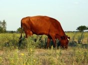 В Азербайджане полиция задержала корову