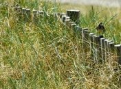 3 июля 2015, примета дня. Одна птица — к счастью, другая — к беде