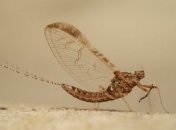 Эволюция сделала свое дело: крылья насекомых прежде были ножками