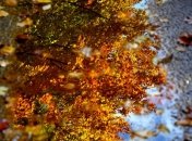 Погода в Украине на сегодня: дожди накроют всю страну 