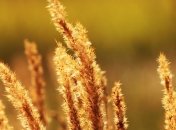 Сухо и жара до +35°: погода на 31 августа