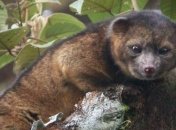 Америке открыт новый вид млекопитающих