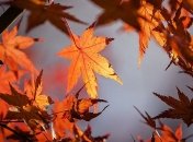 Холода придут уже через неделю: синоптик предупредила о перемене погоды в Украине