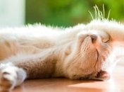 В Украине будет летнее тепло