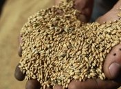 УКАБ увеличил прогноз экспорта пшеницы почти на треть 