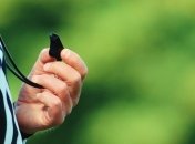 Кубок Нидерландов прервали из-за расистских песен