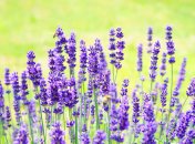 Забудете як виглядають комарі