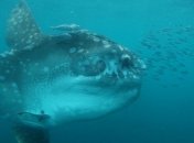 Ученые нашли новый вид рыб