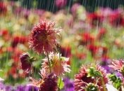 Прогноз погоды на 24 июня: прохладно, пройдут дожди, местами с грозами