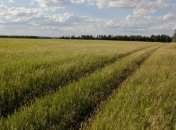 Рада оптимизировала процедуру проведения земельных торгов